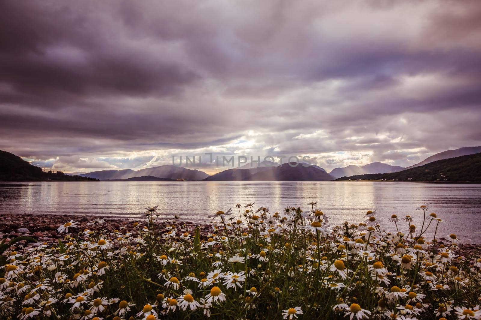 Beautiful mystic landscape lake scenery in Scotland with cloudy sky, flowers and sunbeams