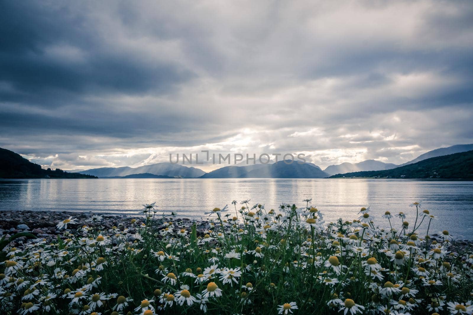 Mystic landscape lake scenery in Scotland: Cloudy sky, flowers and lake with sunbeams, mountain range in the background. Loch Linnhe. by Daxenbichler