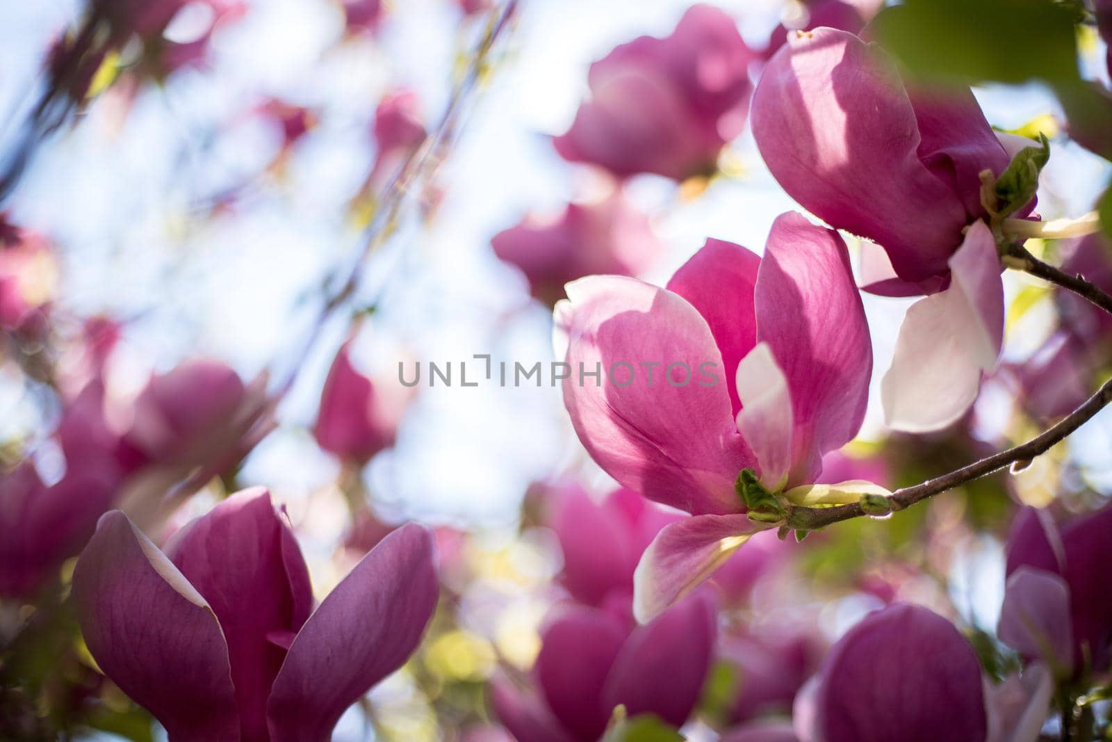 Springtime: Blooming tree with pink blossoms, beauty by Daxenbichler