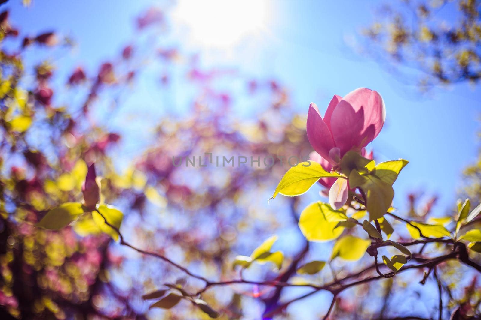 Close up picture of pink blooming magnolia blossoms