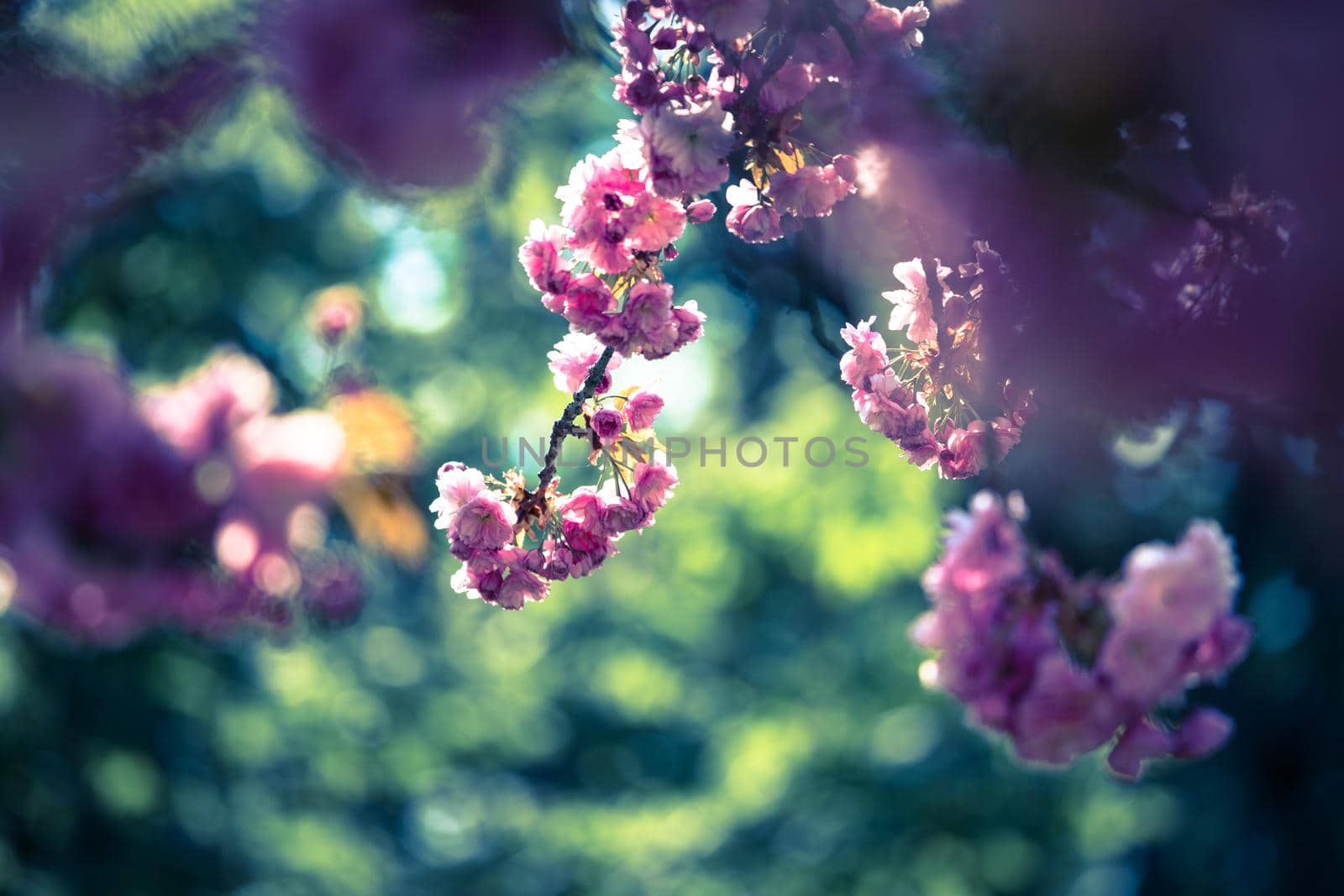 Close up picture of pink blooming cherry blossoms, copy space.