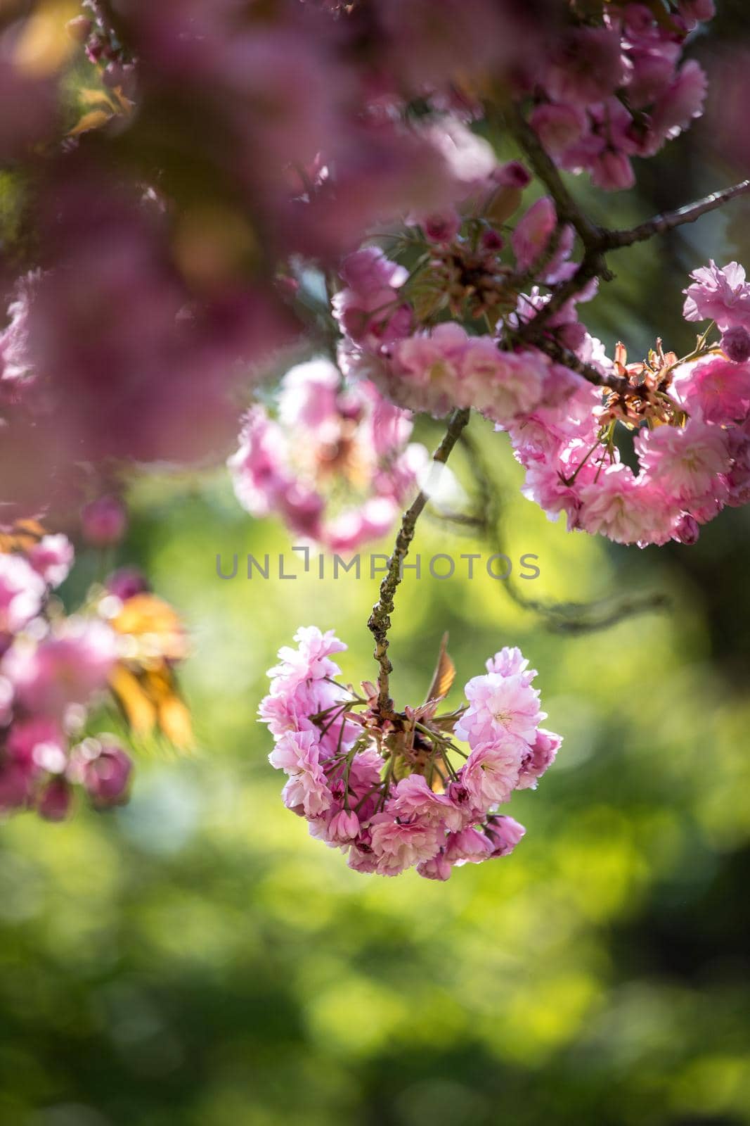 Springtime: Blooming tree with pink blossoms, beauty. Text space. by Daxenbichler
