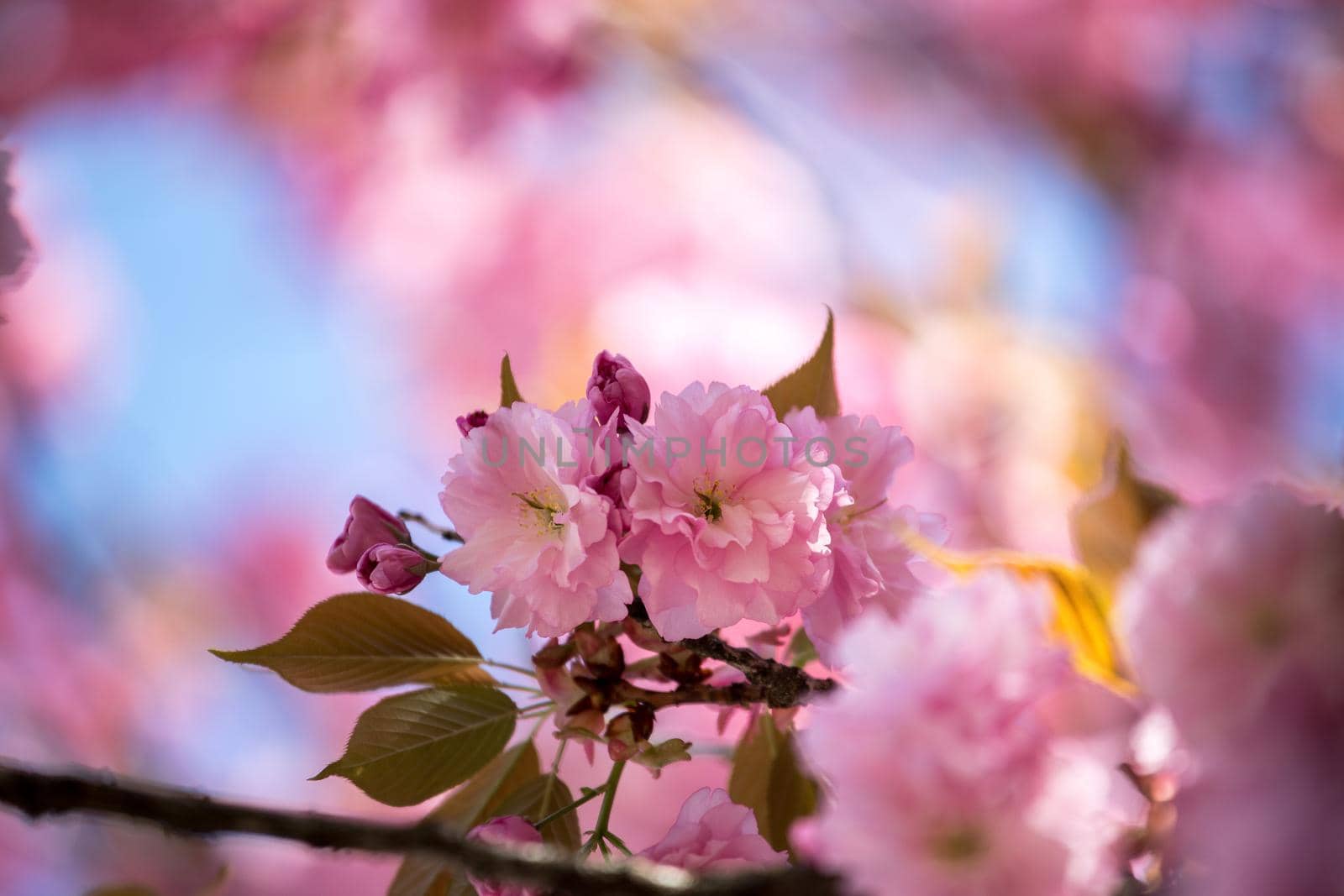 Close up picture of pink blooming cherry blossoms