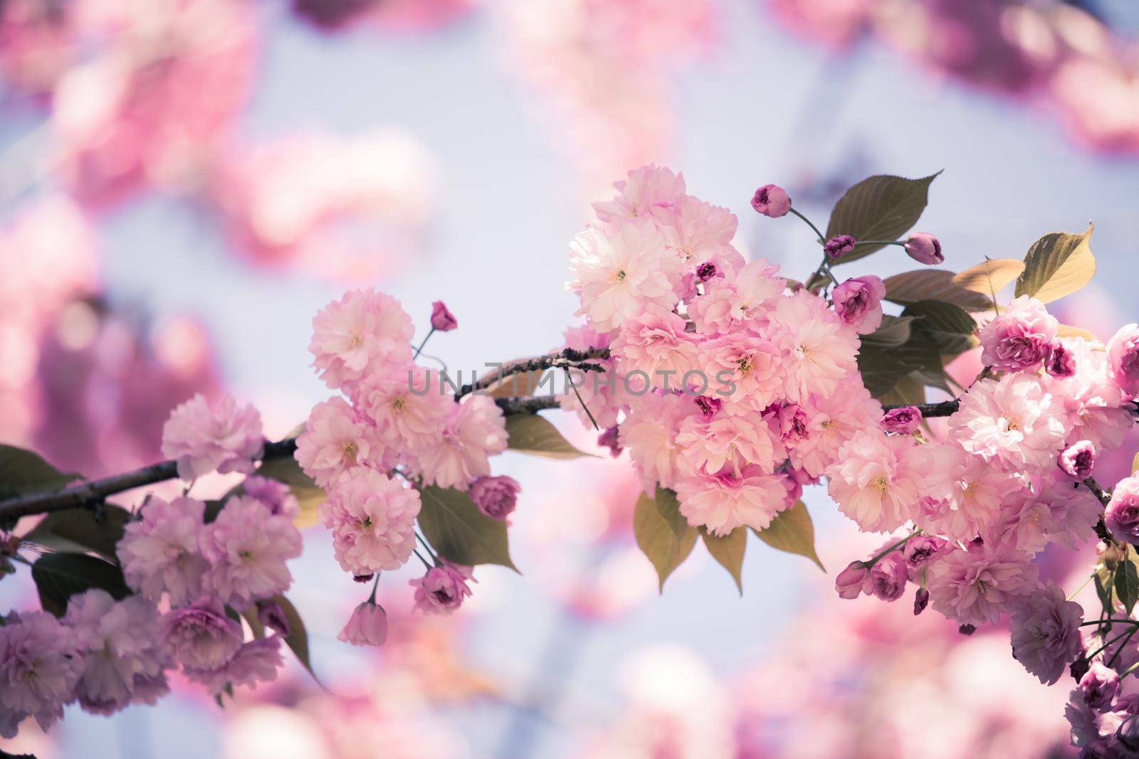 Close up picture of pink blooming cherry blossoms