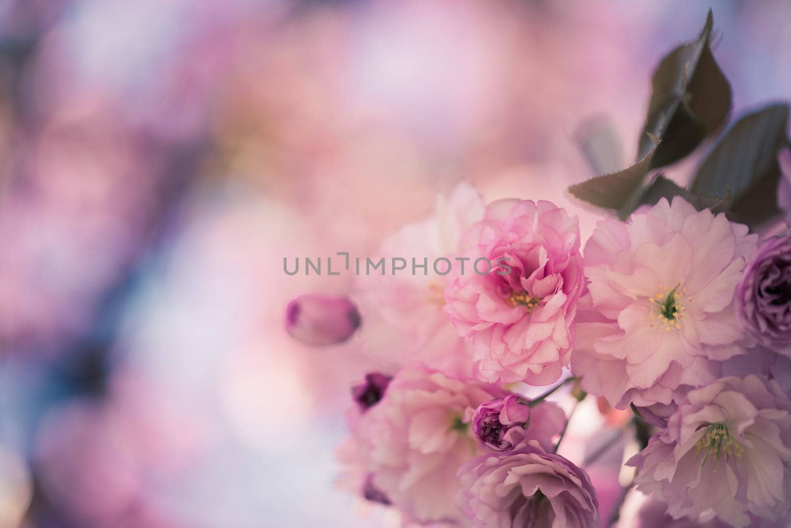 Close up picture of pink blooming cherry blossoms