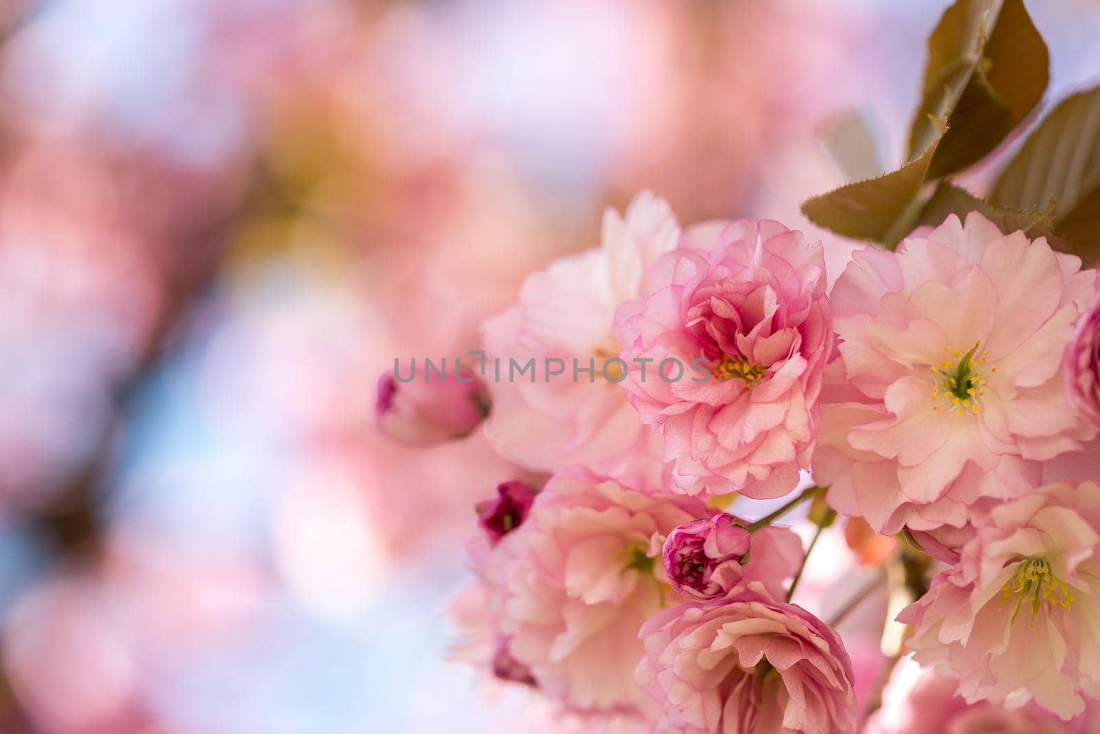 Close up picture of pink blooming cherry blossoms
