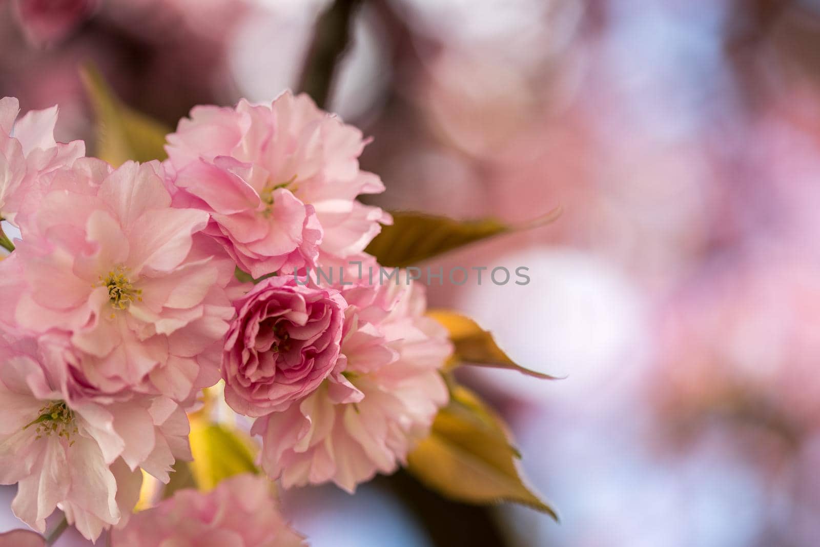 Close up picture of pink blooming cherry blossoms