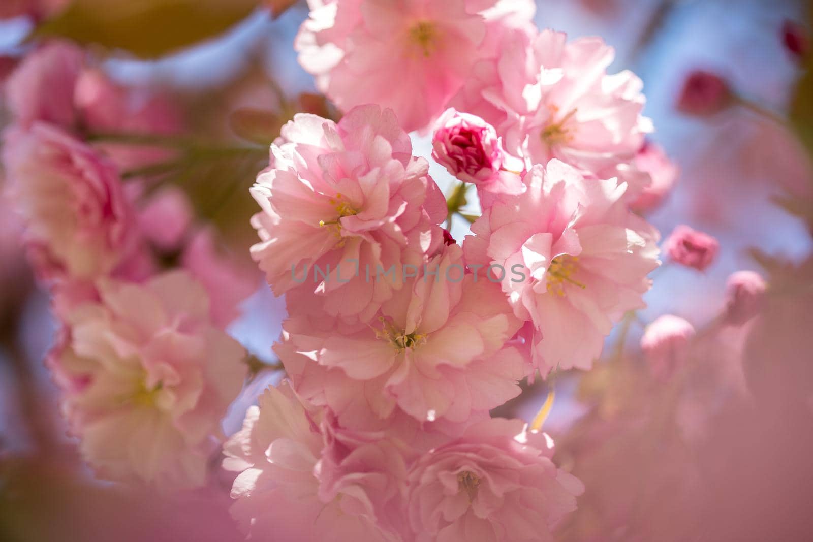 Close up picture of pink blooming cherry blossoms