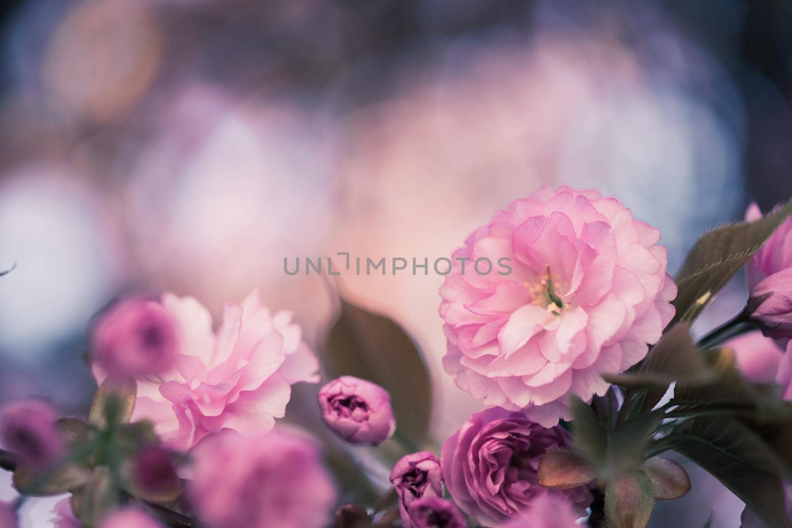 Close up picture of pink blooming cherry blossoms