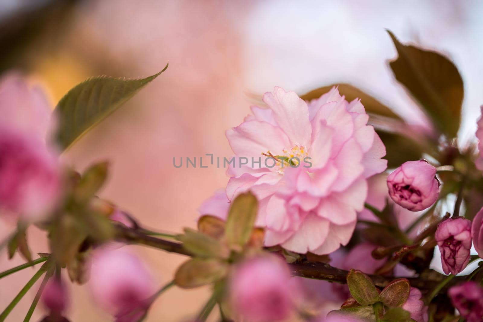 Close up picture of pink blooming cherry blossoms