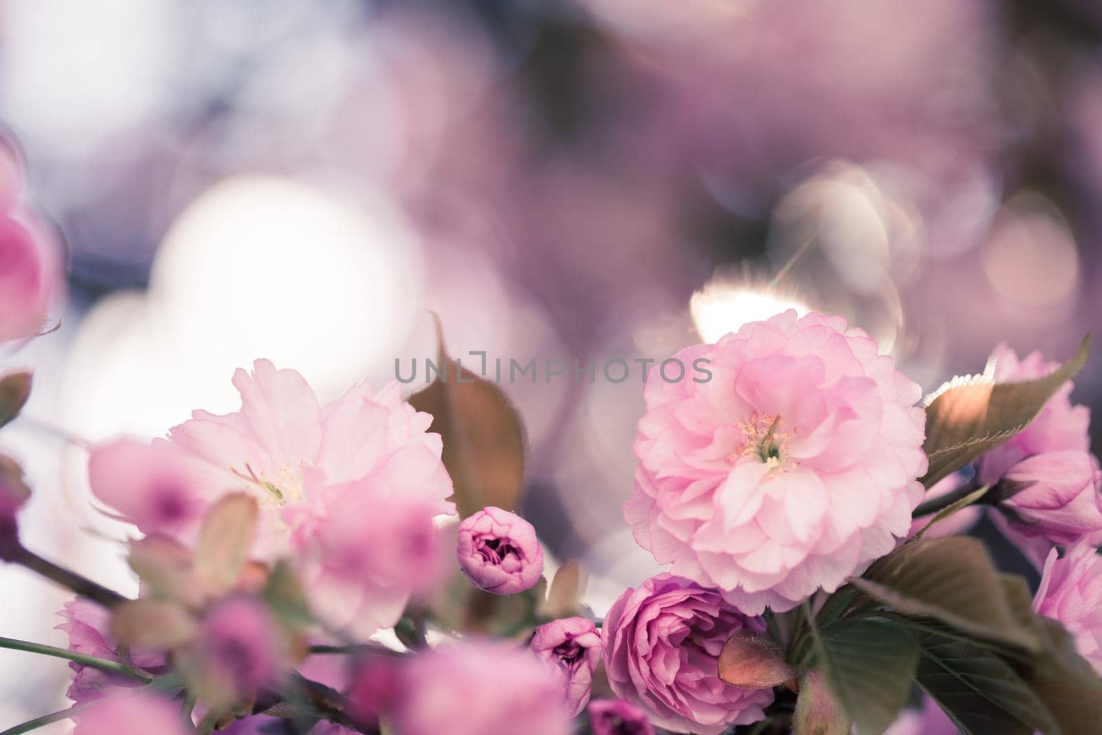 Close up picture of pink blooming cherry blossoms