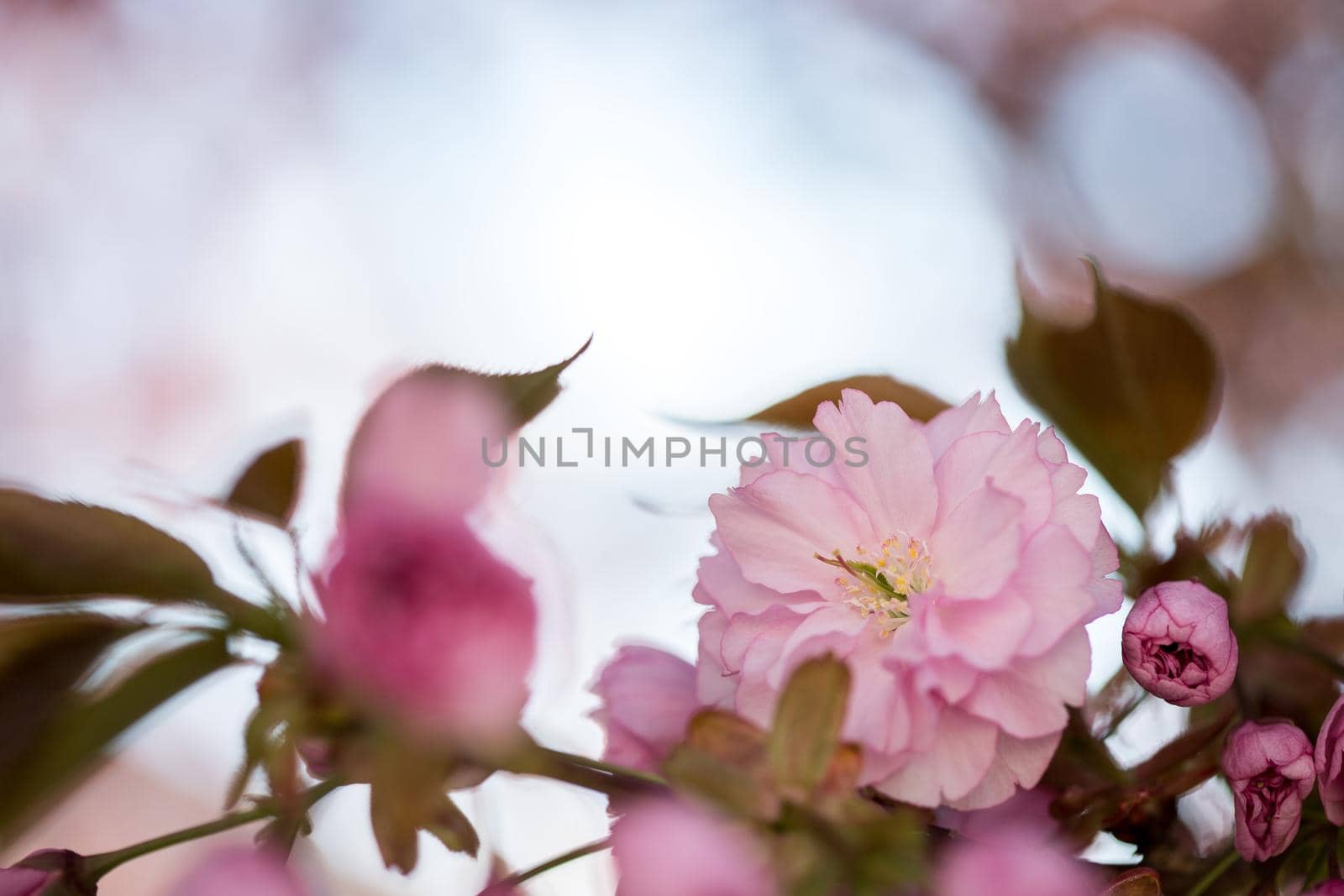 Close up picture of pink blooming cherry blossoms