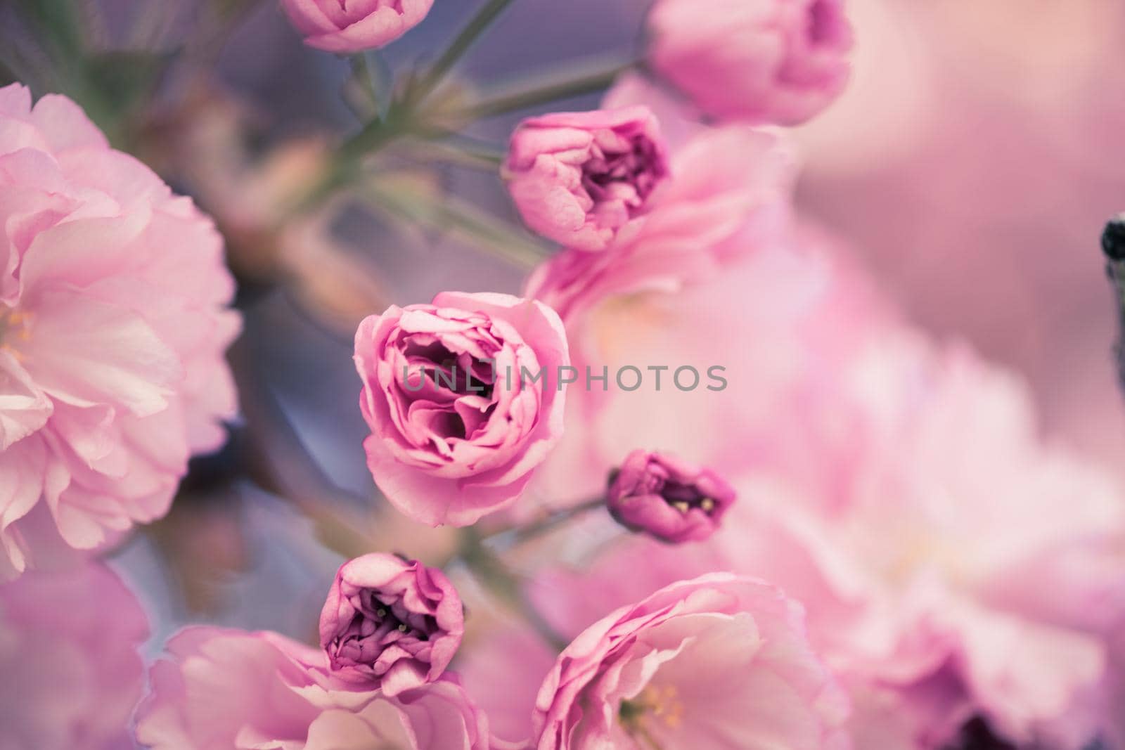 Close up picture of pink blooming cherry blossoms