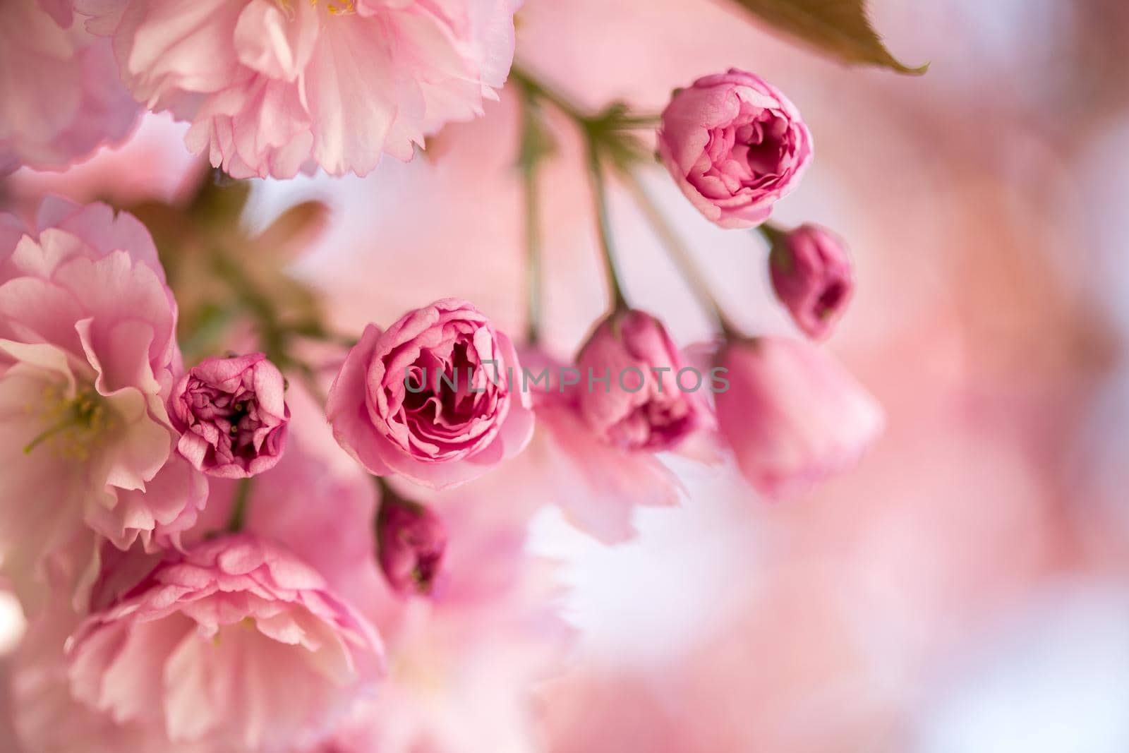 Close up picture of pink blooming cherry blossoms