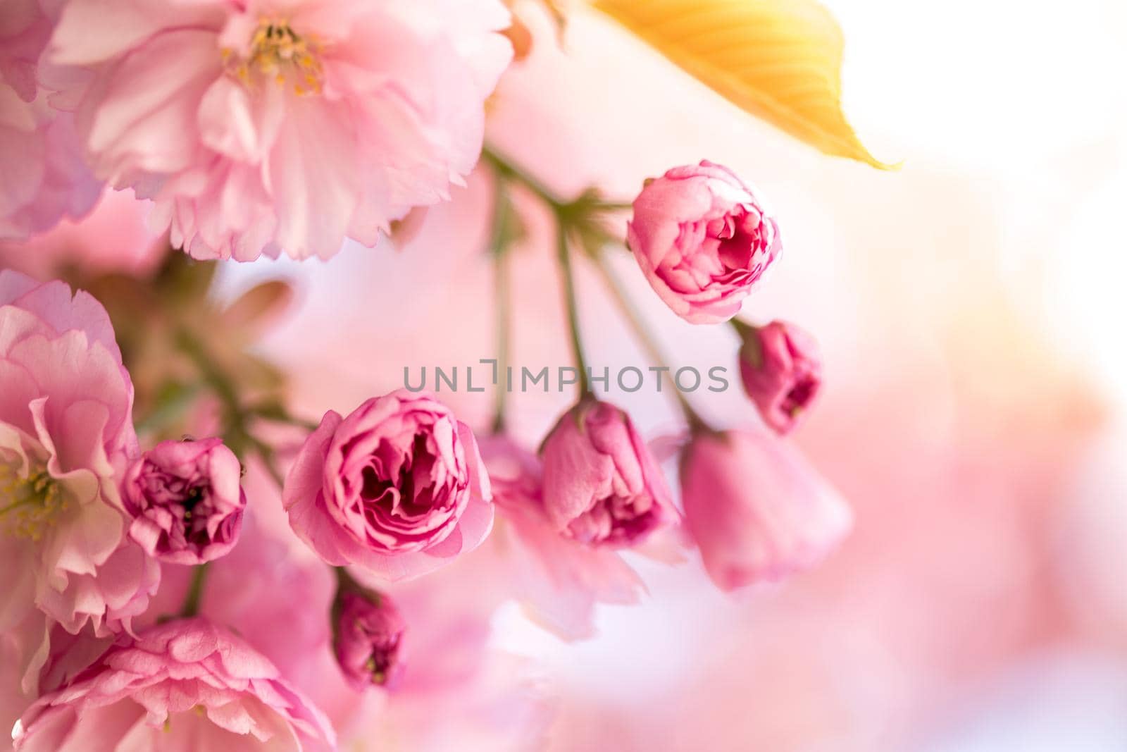 Springtime: Blooming tree with pink blossoms, beauty by Daxenbichler