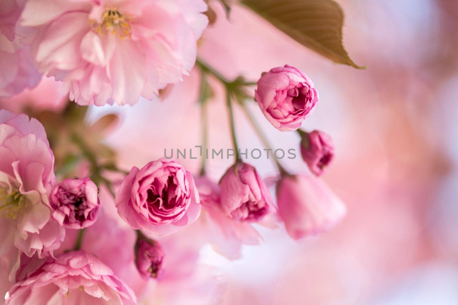 Close up picture of pink blooming cherry blossoms