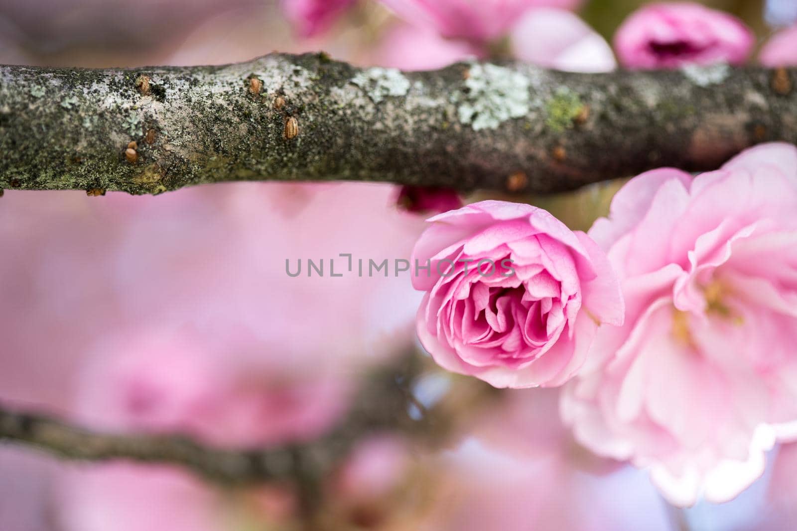 Close up picture of pink blooming cherry blossoms