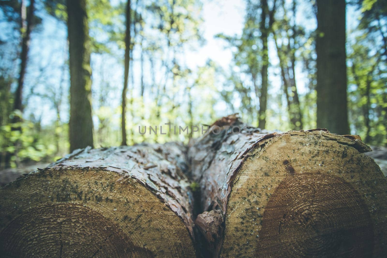 Close up picture of a fallen tree trunk, forest in the blurry background