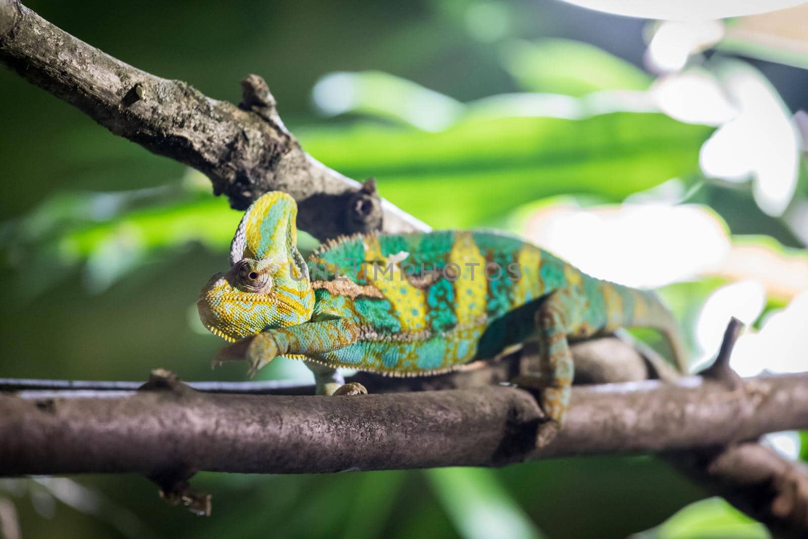 Closeup of a chameleon climbing on a tree branch, zoo