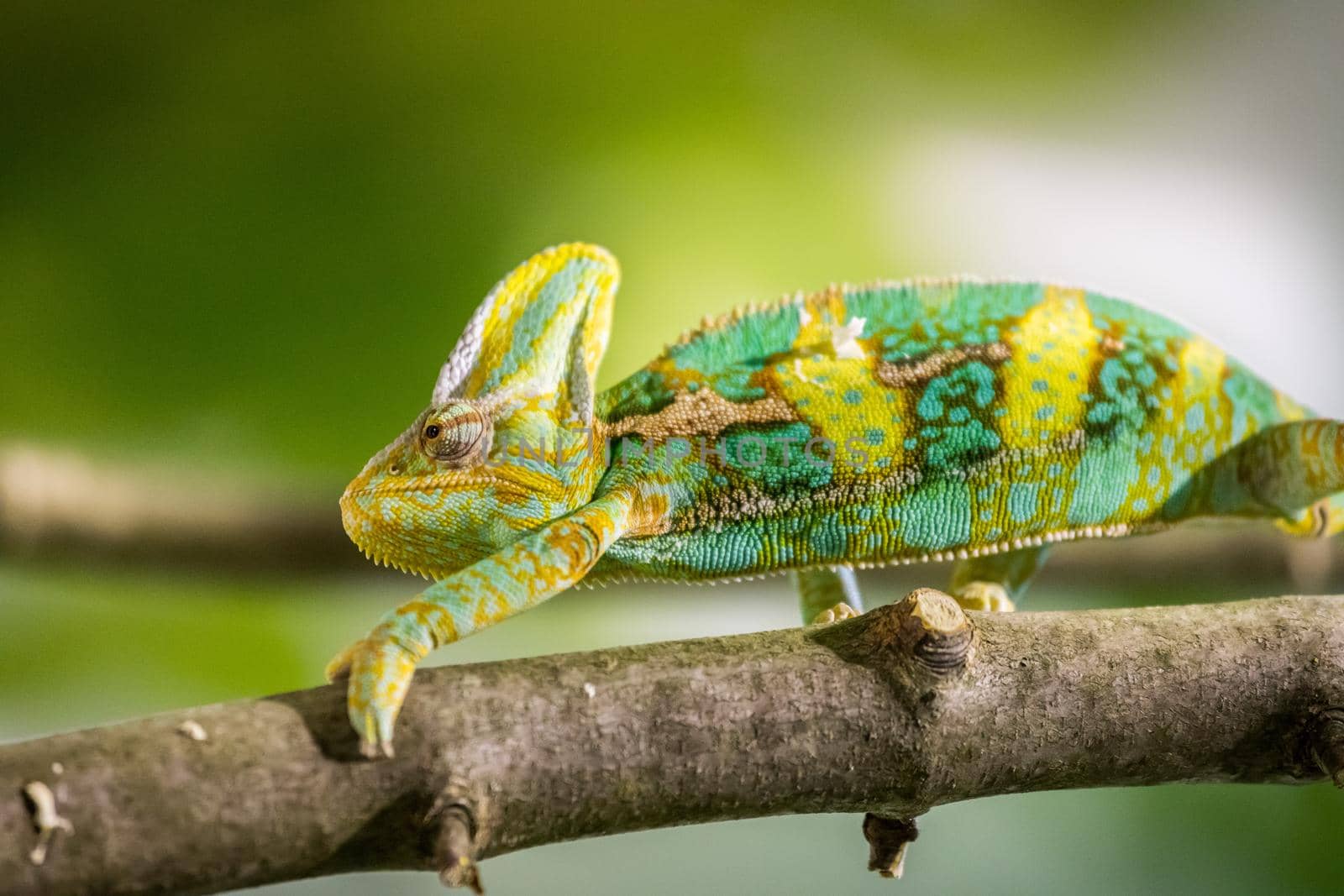 Chameleon in the zoo: Close-up picture of a chameleon climbing on a tree branch by Daxenbichler