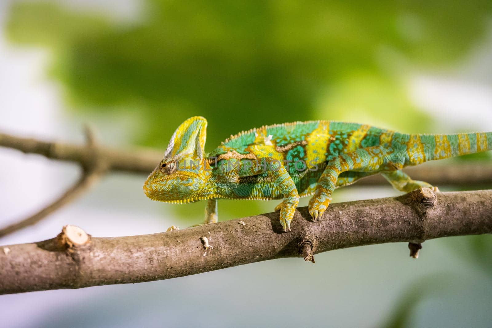 Chameleon in the zoo: Close-up picture of a chameleon climbing on a tree branch by Daxenbichler