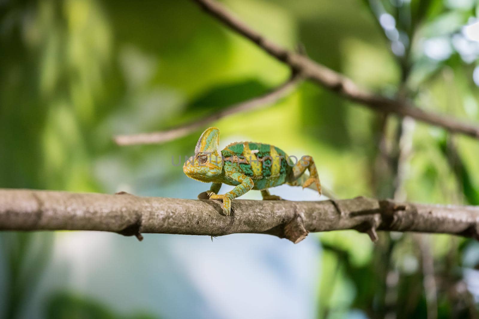 Closeup of a chameleon climbing on a tree branch, zoo