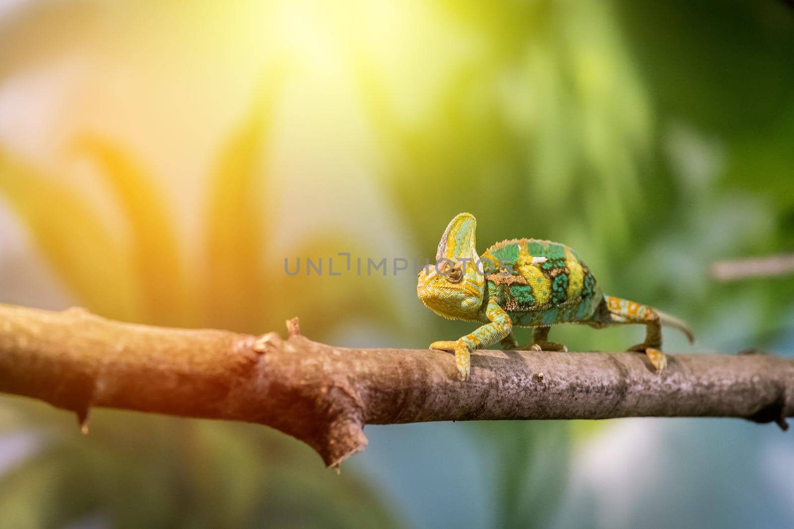 Closeup of a chameleon climbing on a tree branch, zoo. Sunshine.