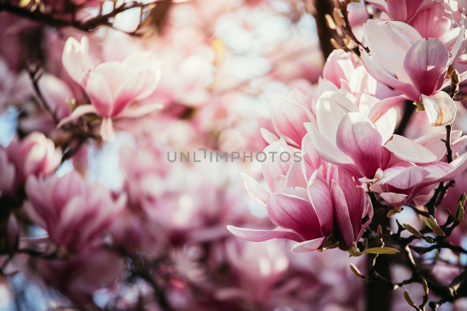 Blooming magnolia tree in spring, pink beautiful blossoms
