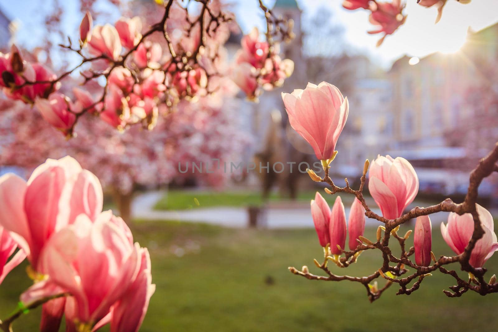 Blooming magnolia tree in spring, pink beautiful blossoms