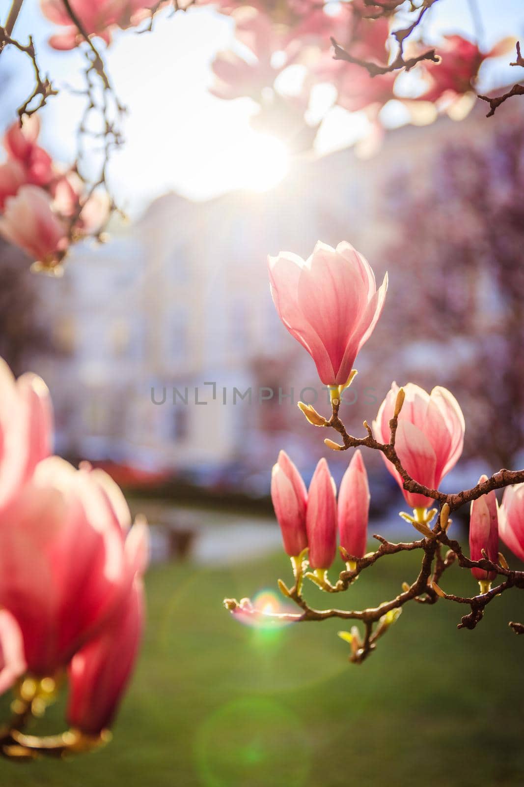 Blooming magnolia tree in spring, pink beautiful blossoms