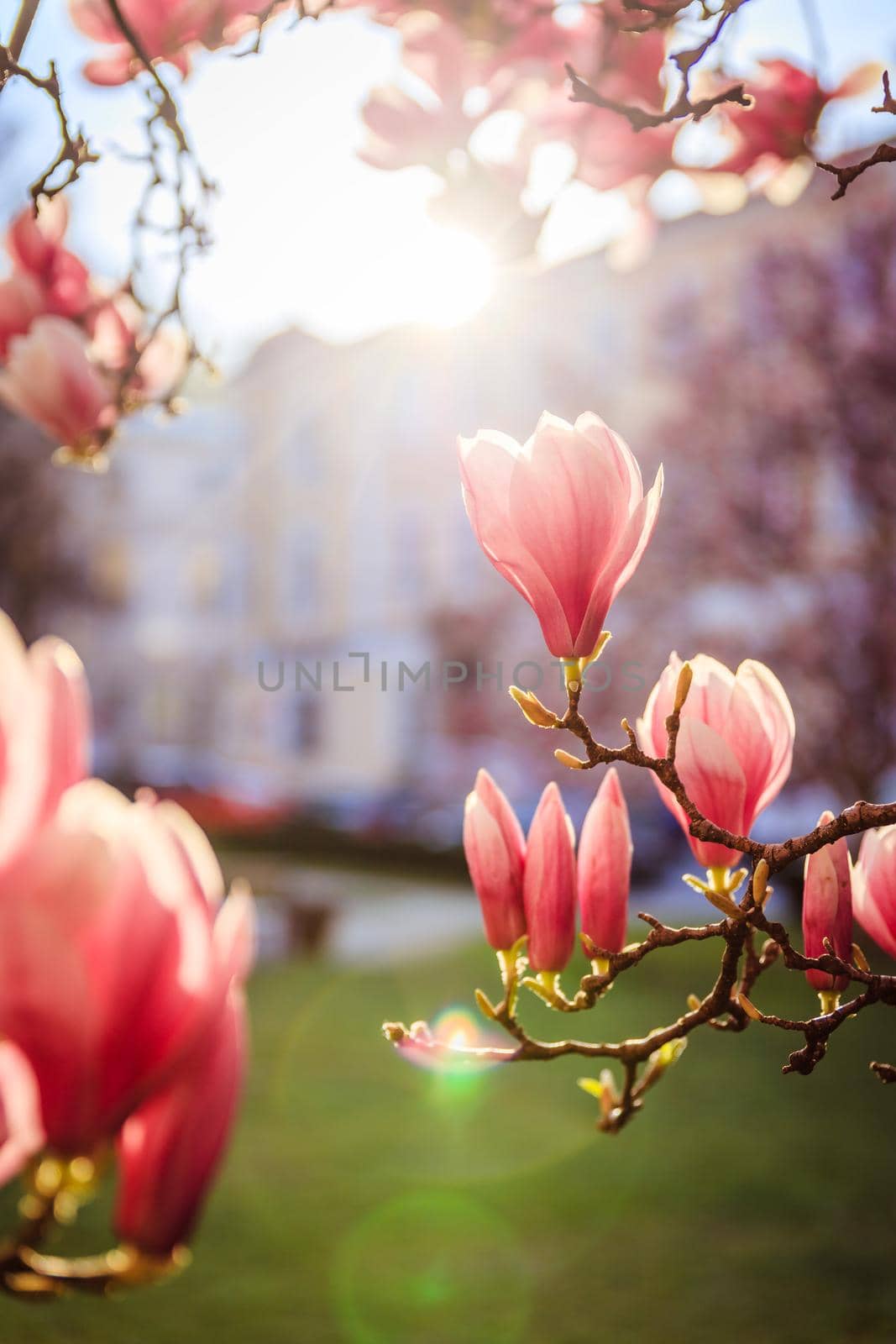 Blooming magnolia tree in spring, pink beautiful blossoms