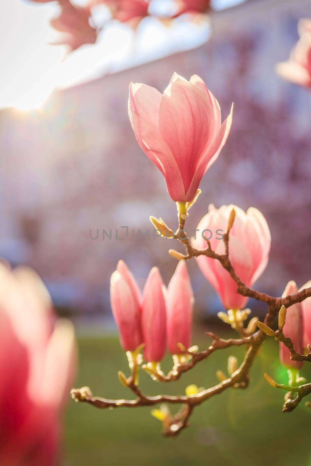 Springtime: Blooming tree with pink magnolia blossoms, beauty by Daxenbichler