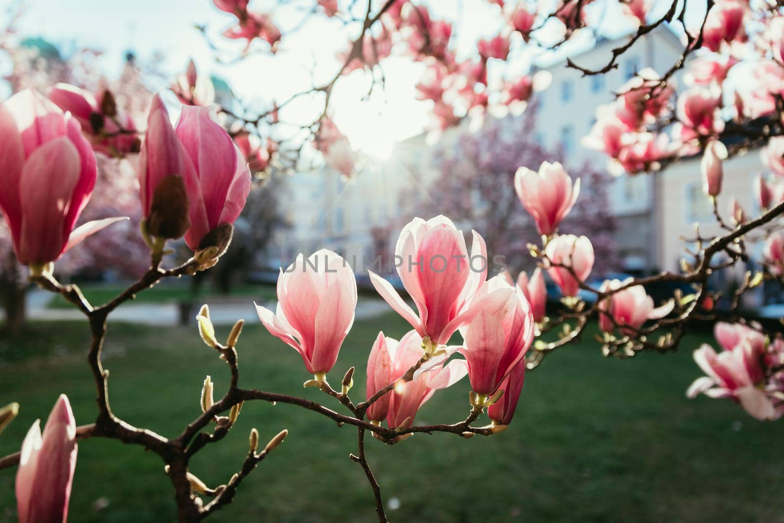 Blooming magnolia tree in spring, pink beautiful blossoms