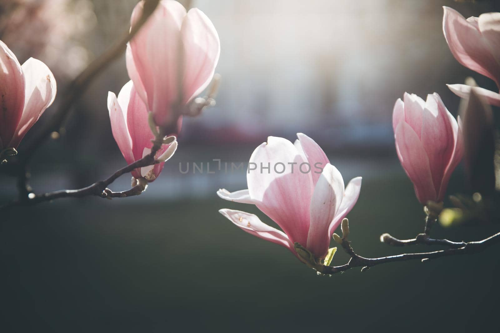 Blooming magnolia tree in spring, pink beautiful blossoms