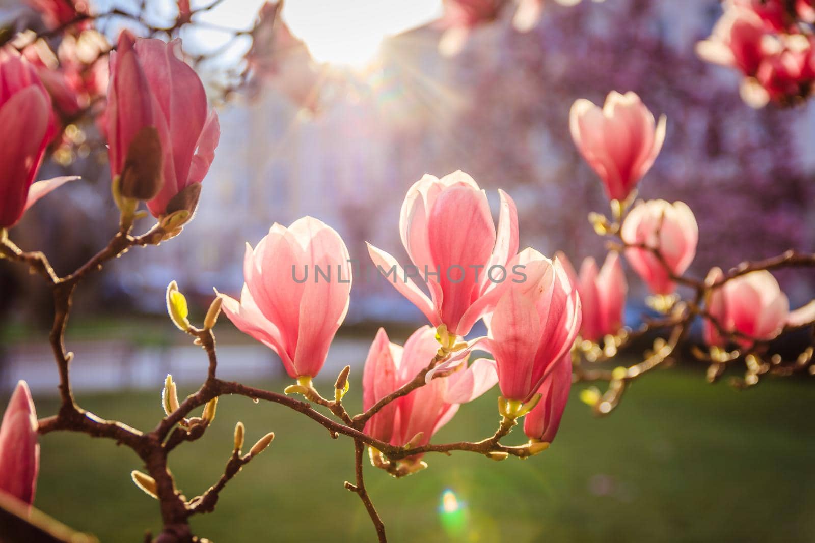 Blooming magnolia tree in spring, pink beautiful blossoms