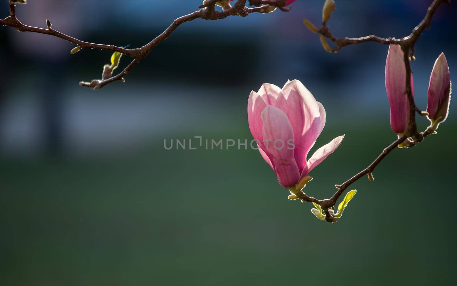 Blooming magnolia tree in spring, pink beautiful blossoms