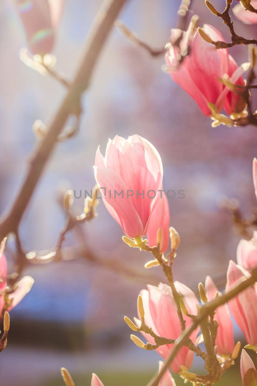 Blooming magnolia tree in spring, pink beautiful blossoms