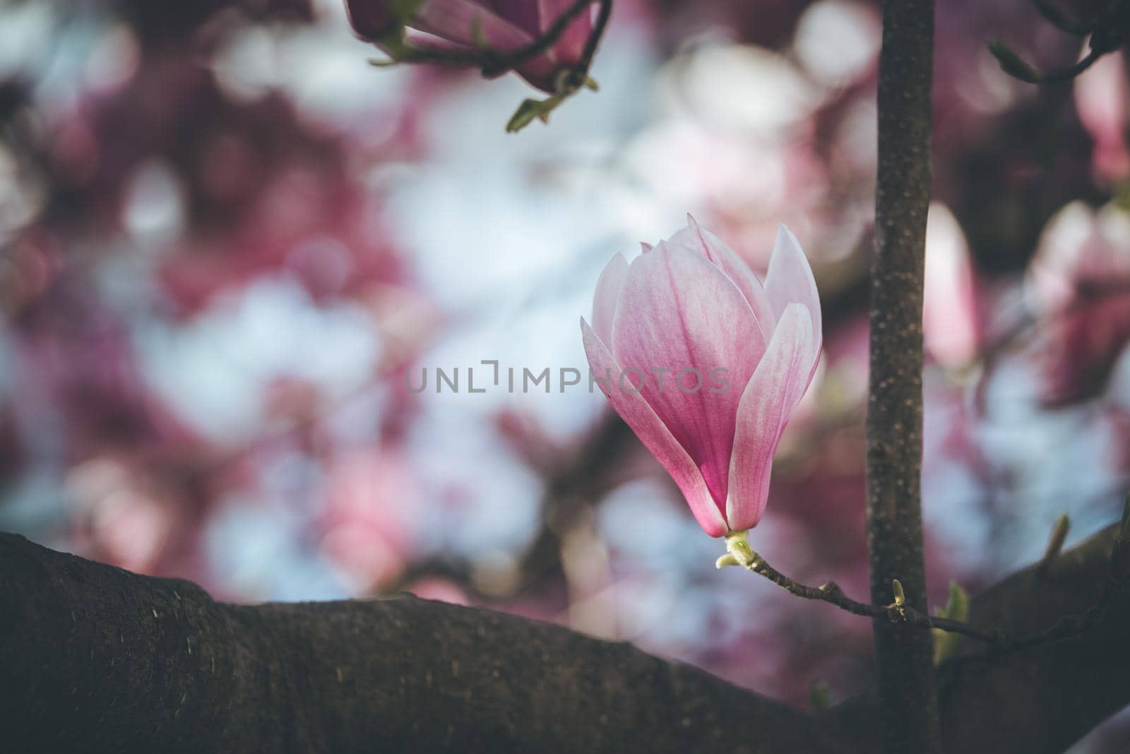 Springtime: Blooming tree with pink magnolia blossoms, beauty by Daxenbichler