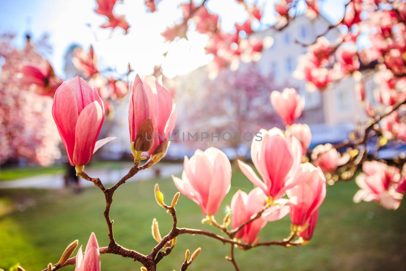 Blooming magnolia tree in spring, pink beautiful blossoms