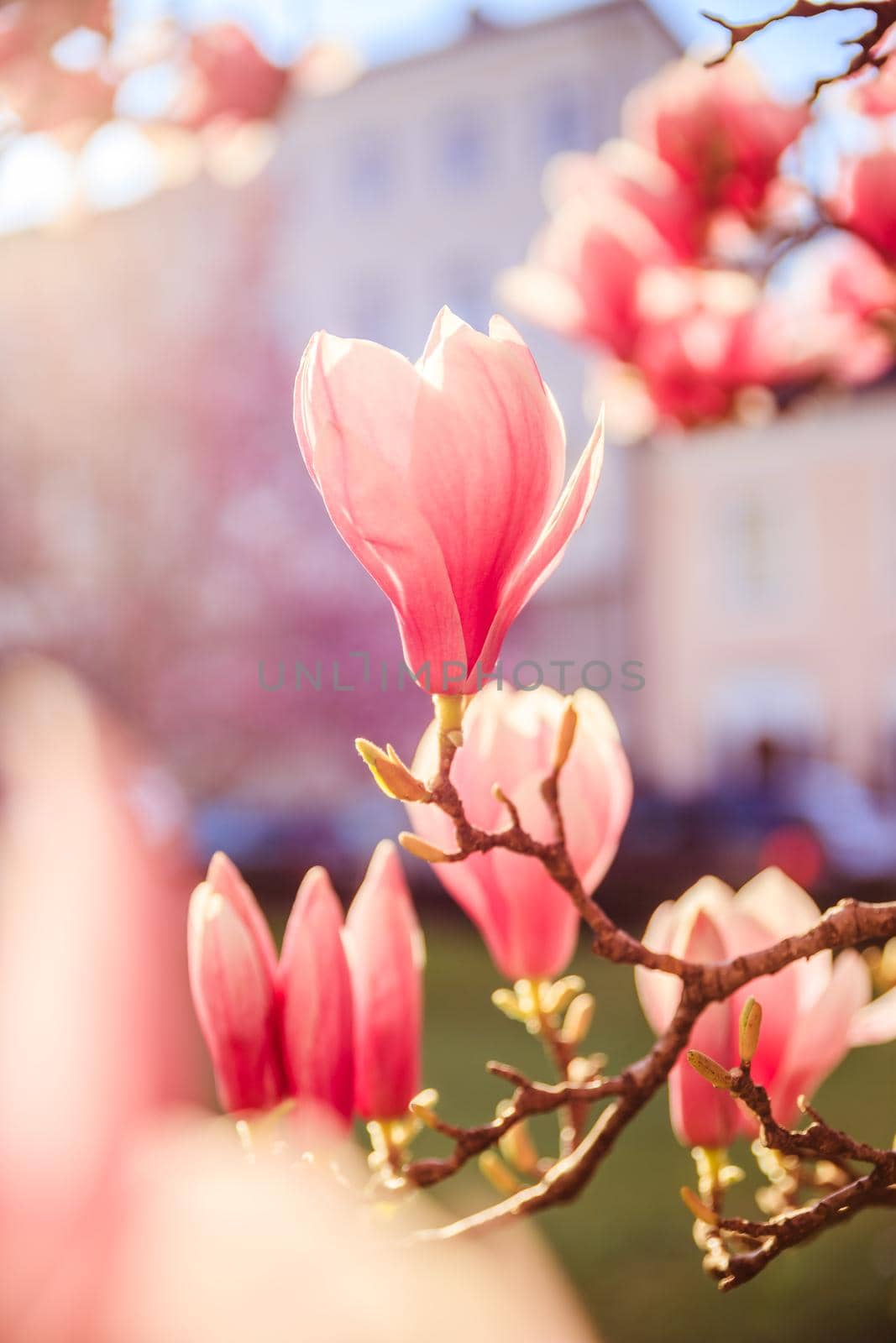 Springtime: Blooming tree with pink magnolia blossoms, beauty by Daxenbichler