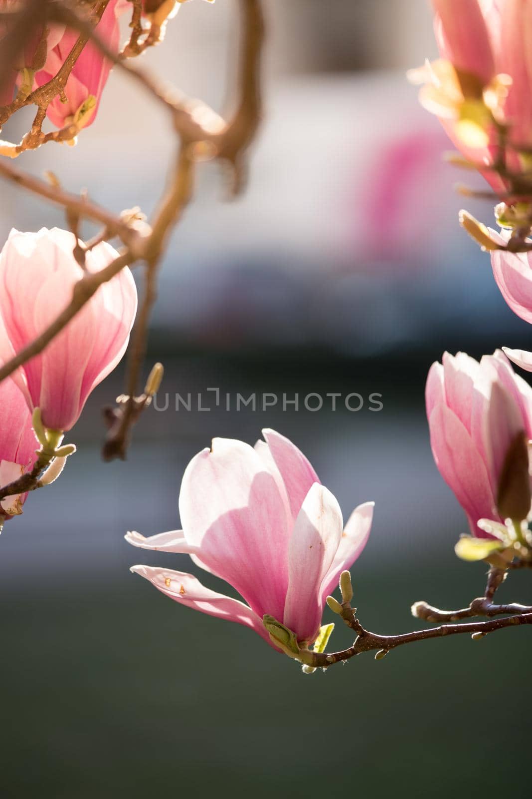 Blooming magnolia tree in spring, pink beautiful blossoms