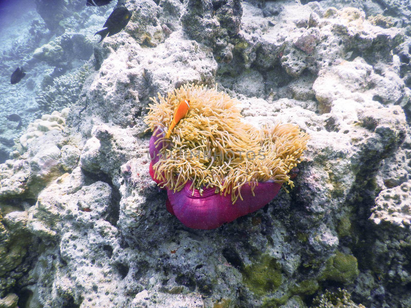 sea anemone by iacobino