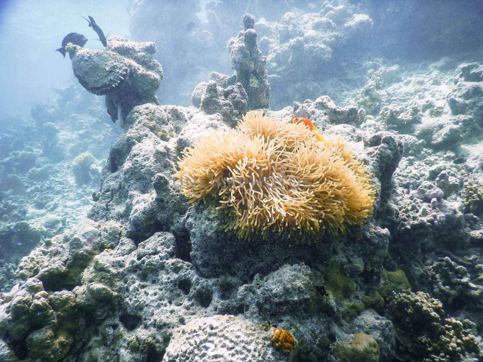 sea anemone by iacobino