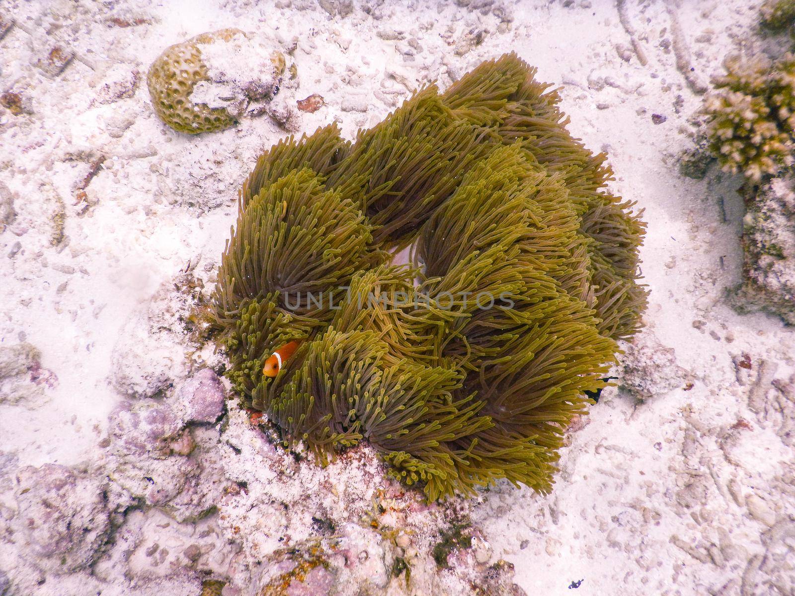 maldives, a solitary anemone grown after the tsunami and home to the clown fish