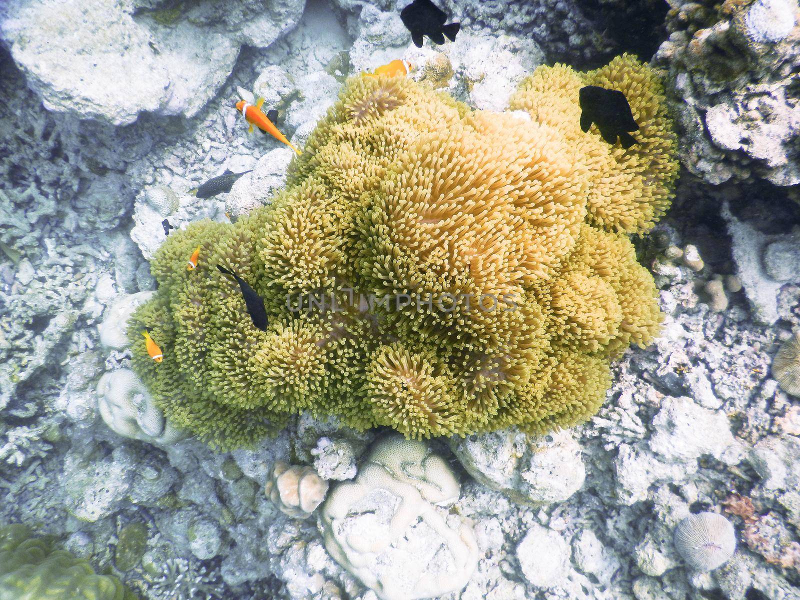 maldives, a solitary anemone grown after the tsunami and home to the clown fish