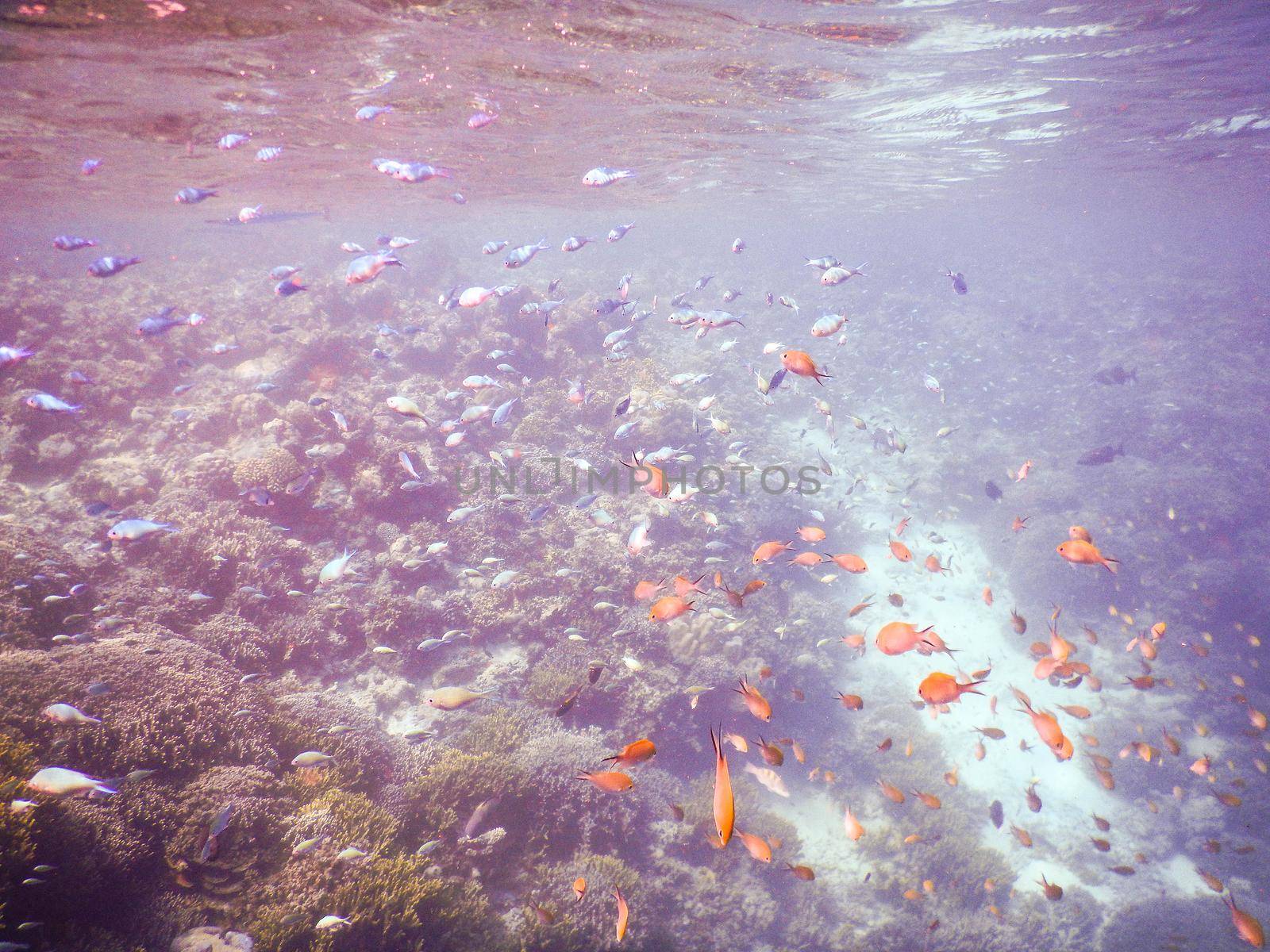 shoals of fish on the coral reef