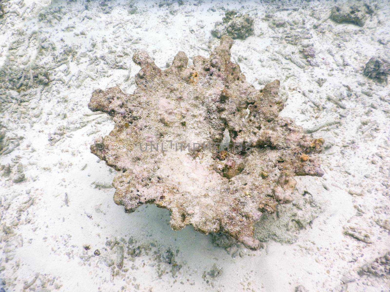 Maldives, expanse of coral deer antlers destroyed by the tsunami