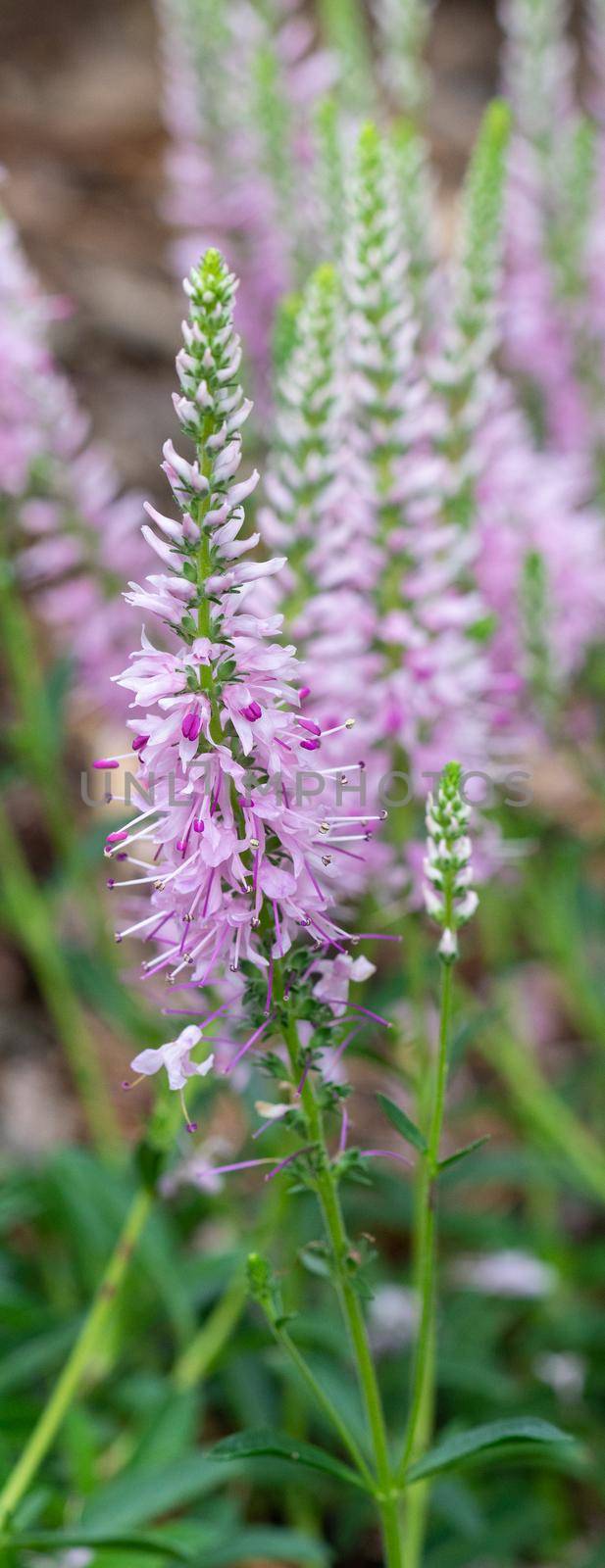 Speedwell Inspire Pink (Veronica spicata), close up of the flower head