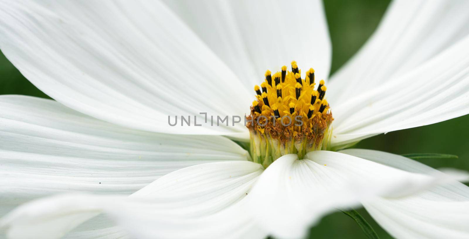 Close up image of the blossom of Garden cosmos (Cosmos bipinnatus)