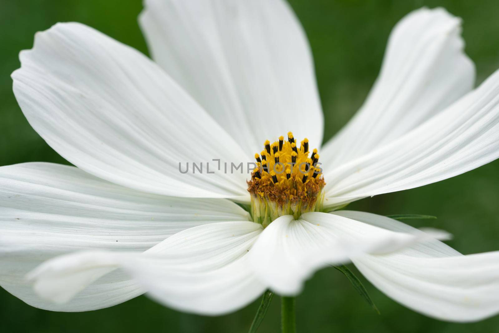 Close up image of the blossom of Garden cosmos (Cosmos bipinnatus)